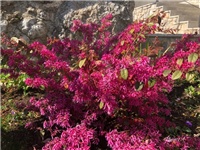 2c9c21e3-20190401 Loropetalum.jpg